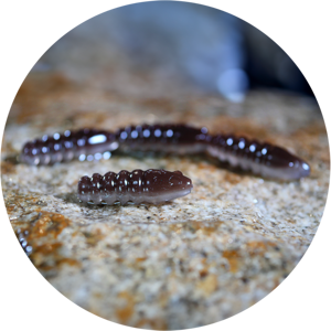 Redbass gumová nástraha micro tail s 35 mm - brown/silver