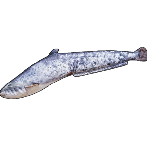 Gaby plyšová ryba sumec malý 62 cm